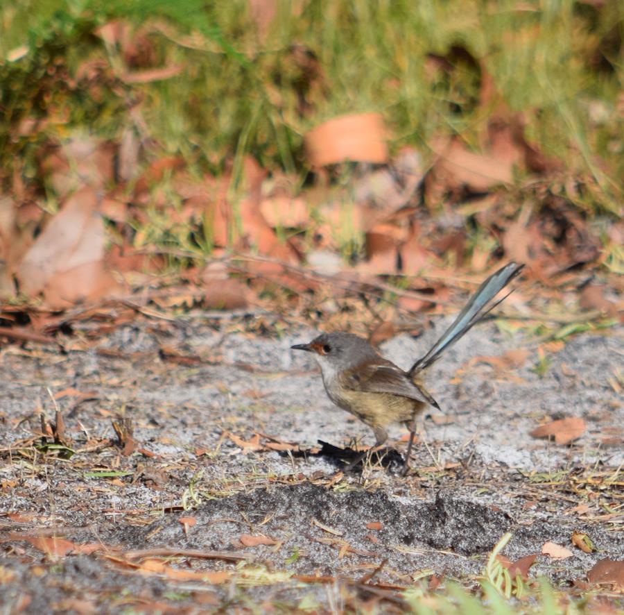 Wren fairy - -154.JPG